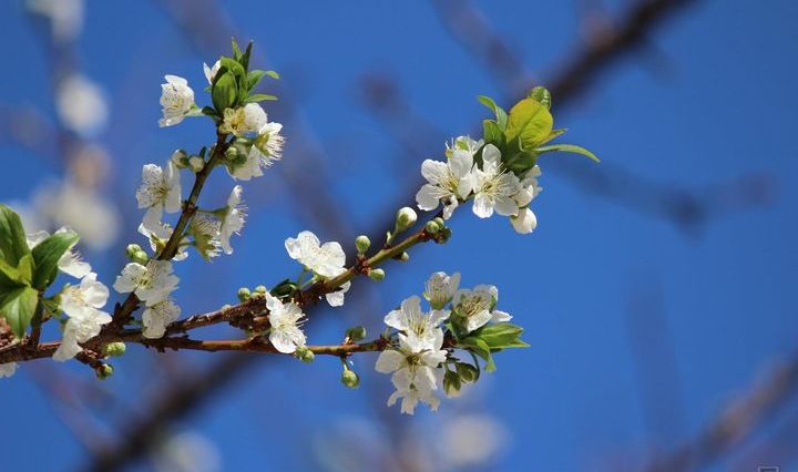 mandorlo - fotografia di Maria Cutugno #necessito_arte